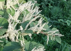 Japanese Knotweed