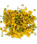 Senna Auriculata 